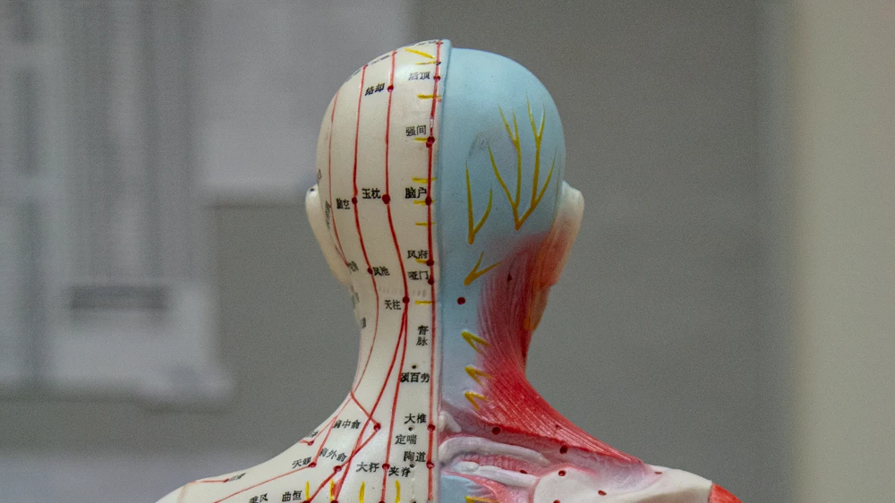 The back of an acupuncture model, marked with meridian lines and acupoints